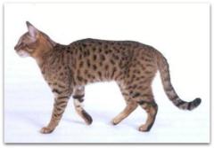 california-spangled-cat1