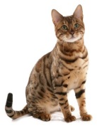 cat-breeds-bengal