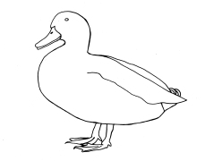 duck_line_drawing