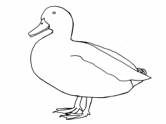 duck_line_drawing