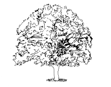 tree_line_drawing