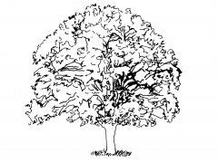 tree_line_drawing