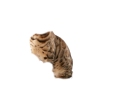 cat_photo_triggers