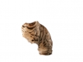 cat_photo_triggers