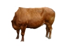 cow_photo_minus_triggers