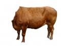 cow_photo_minus_triggers