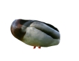 duck_photo_triggers