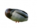 duck_photo_triggers