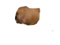 horse_photo_triggers