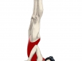 vampire_gymnast